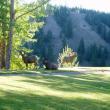 Bighorn Sheep
