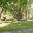 Sheep in the park