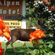 Wildlife (6)